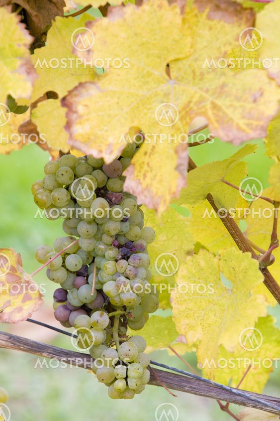 grapes (Weiser Riesling), Germany
