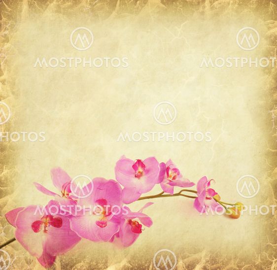 Purple orchid