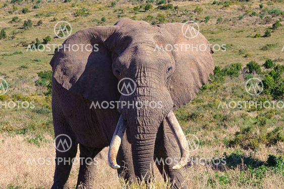 huge elephant bull