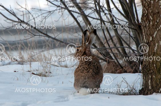 Europæisk hare (Lepus europaeus)