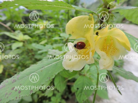 Botanical Plants Flowers