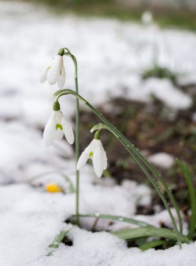 3 Snödroppar i snö