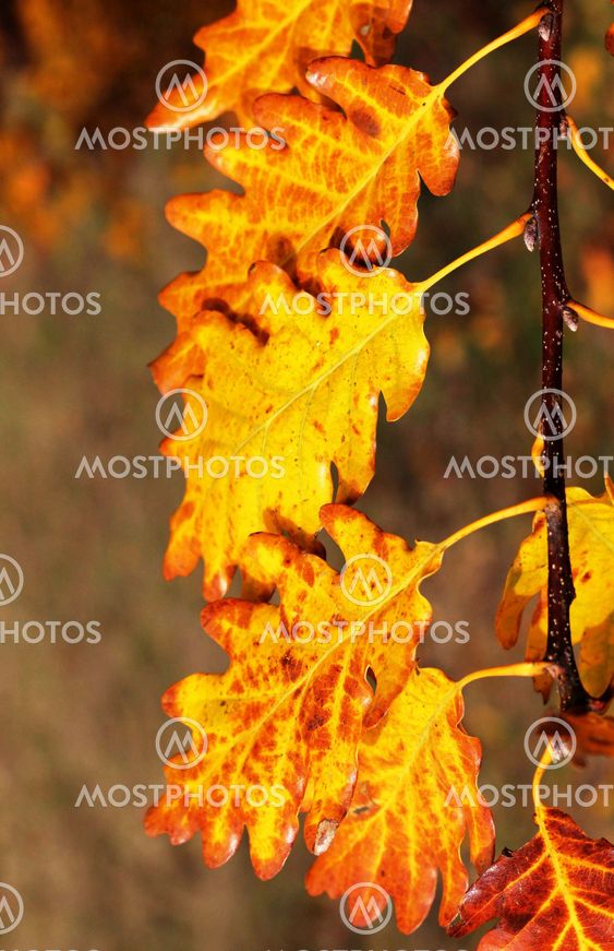 Close up of autumn leaves