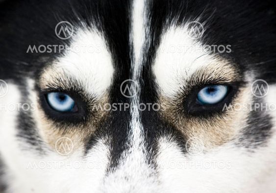 Close up on blue eyes of a dog
