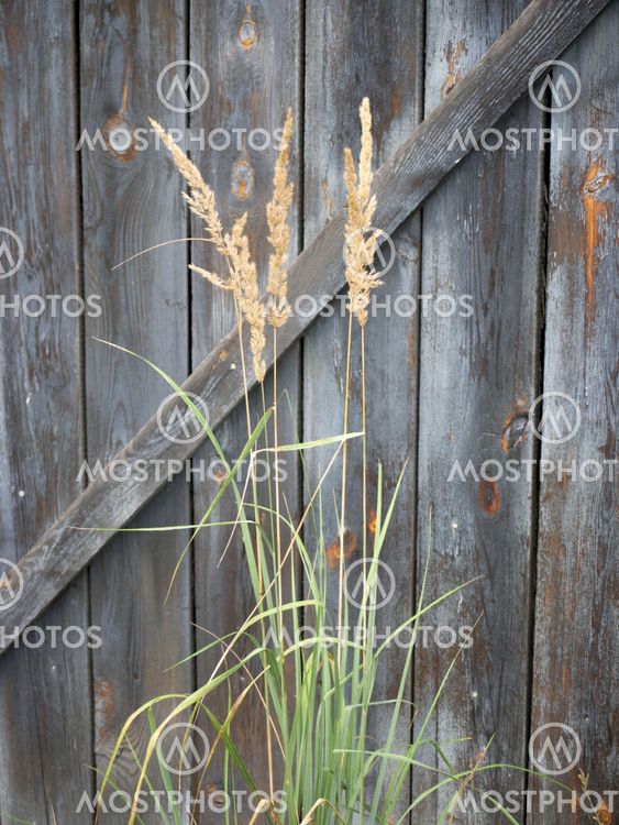 Grass in front of barn