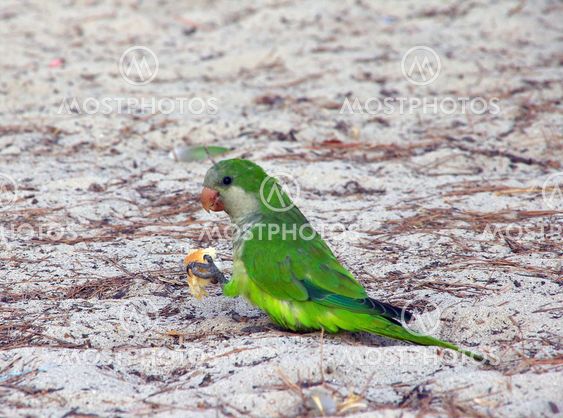 Mönchssittich (Myiopsitta monachus)