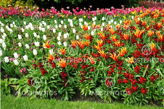 Spring tulips
