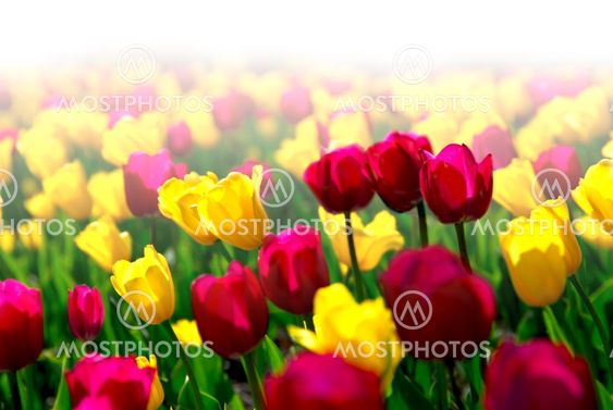 Tulip field