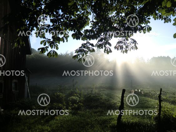 Summer morning