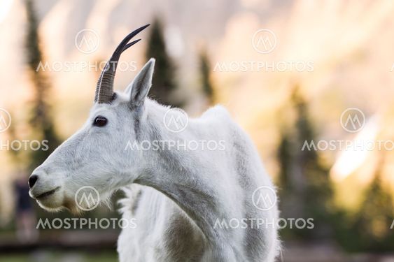 Mountain Goat