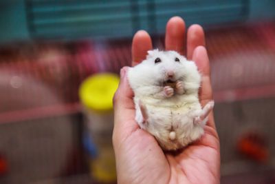 cute hungry female Winter White Dwarf Hamster (Winter...