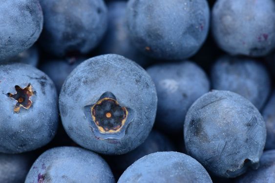 Blueberry Berries Juicy Ripe Large Fruits Delicious...