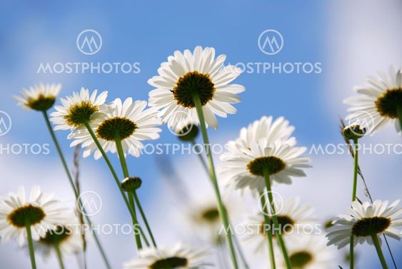 White daisies