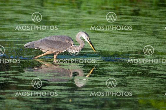 Great Blue Heron fiske