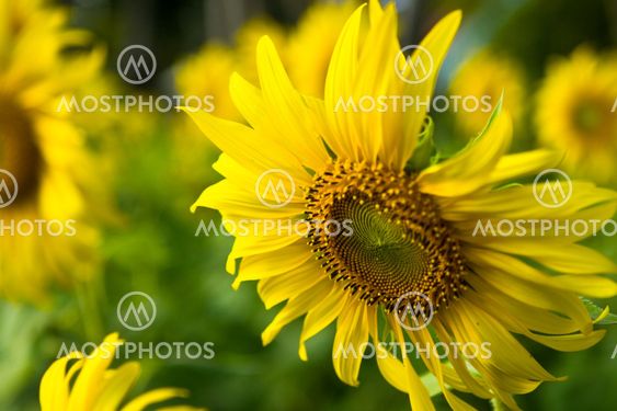Close up Sun Flower