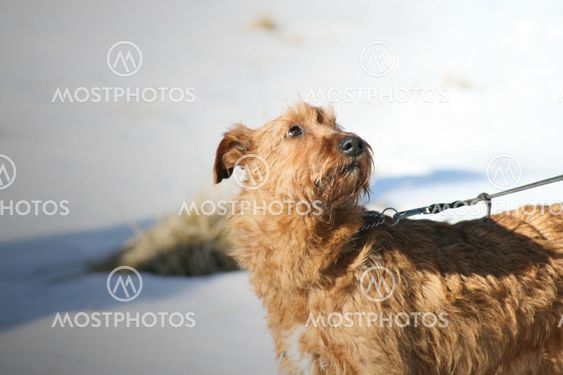 Hund 2