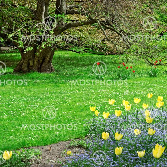 Tree and flower bed in a spring park