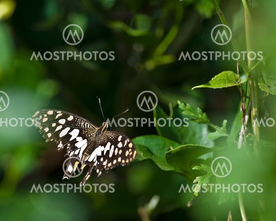Butterfly Lime butterfly Papilio demoleus closeup copy space