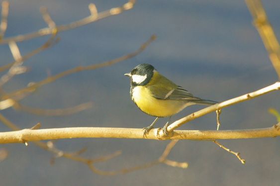 Great Tit