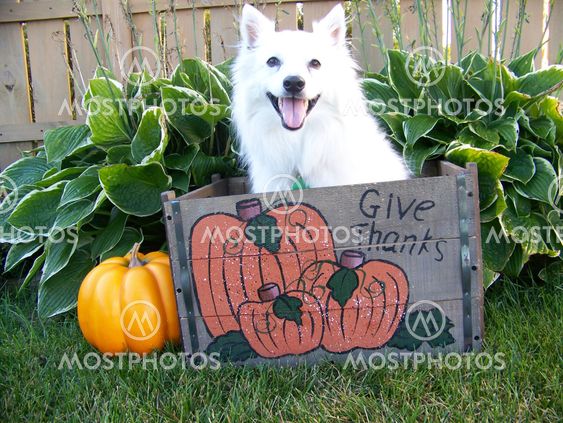 Giving Thanks Dog
