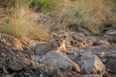 Two Lion cubs laying in a dry riverbed.