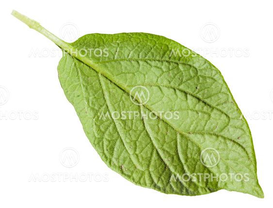 back side of green leaf of potato plant isolated