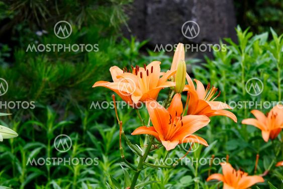 closeup of orange lily flowers