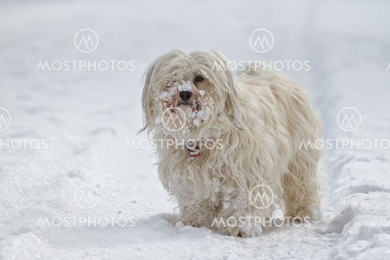 Dog in the snow