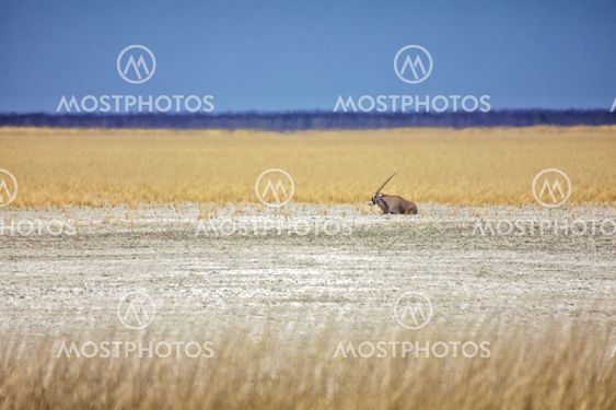 an oryx in the etosha pan namibia