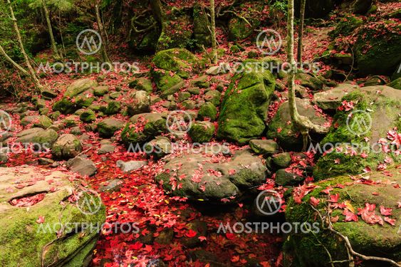 Red maple leaf during fall at Phukradung National Park
