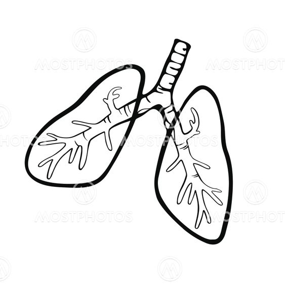 Hand-drawn human lungs