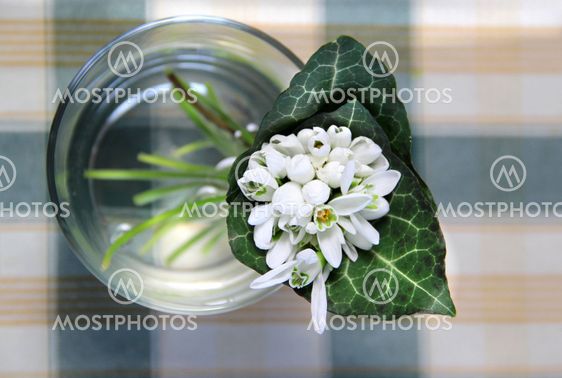 Snowdrops