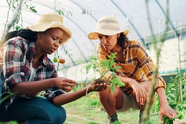 Plants, inspection or women in greenhouse for farming...