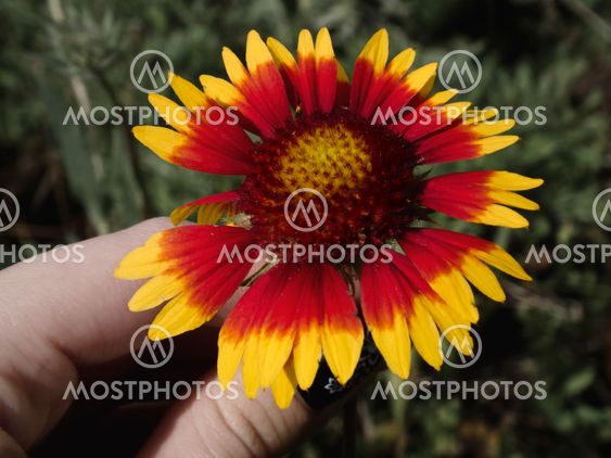 Flower in the dark