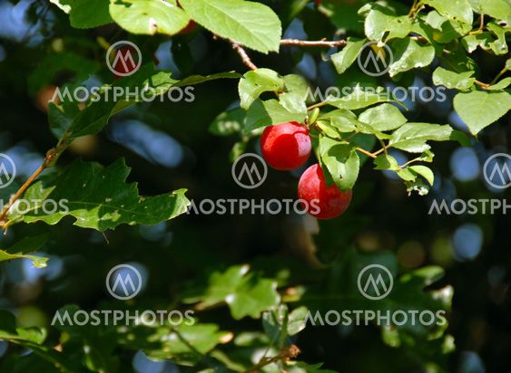 Red plums