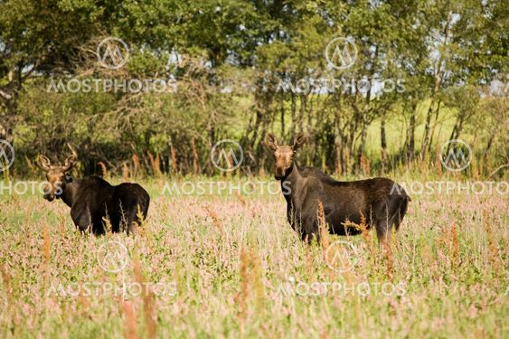 Young Bull Moose