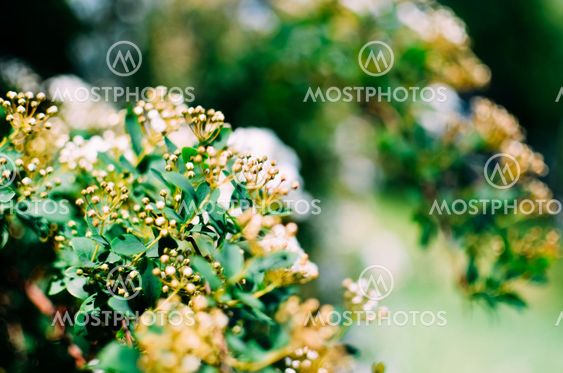 Spirea Bush white flowers closeup