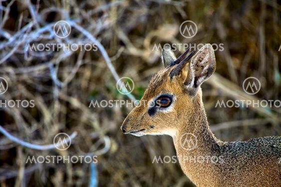 face of a dik-dik at etosha national park namibia