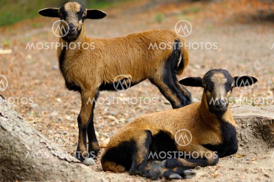 brown goats grazing in a field, sheep