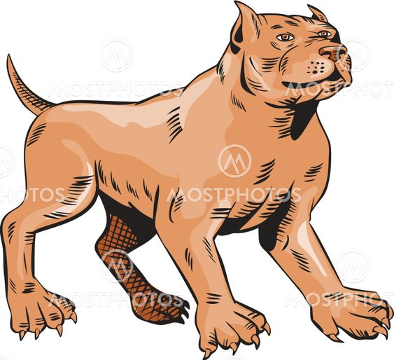 Pitbull Dog Mongrel Standing Etching