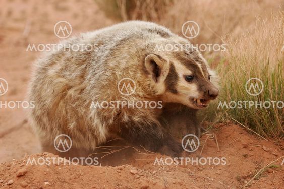 American badger digging ground