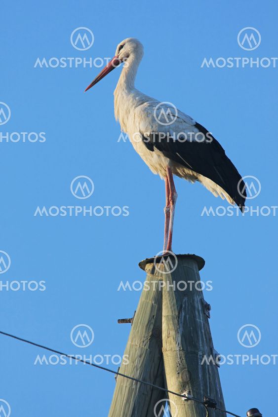Stork on pole