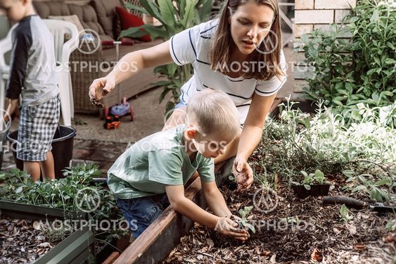 Mother and her sons plant a plant in the garden. Little...