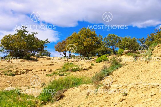 Holm oak trees in Spain, typical landscape