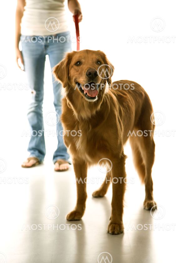 Dog on leash with girl.