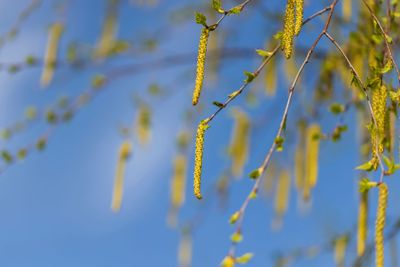 young birch with new green leaves in the spring season