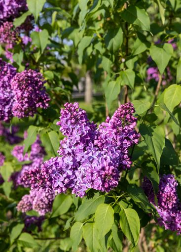 beautiful blooming red lilac bushes