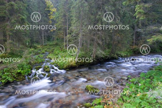 Mountain Streams In The Forest