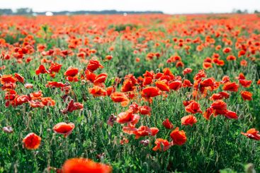 Large field with beautiful red poppies. Summer landscape...