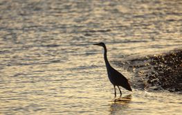 Silhouette of a Gray Heron standing in the water in warm...